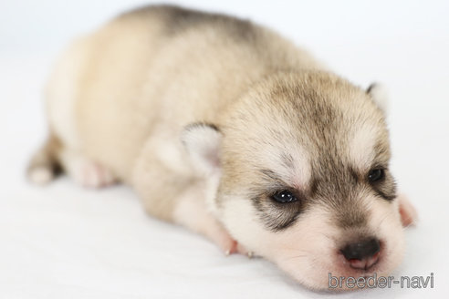 成約済の神奈川県のシベリアンハスキー-258424の2枚目